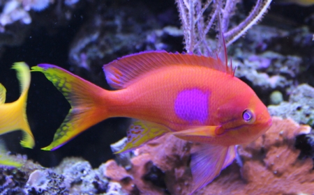  Pseudanthias pleurotaenia (Square Shoulder Anthias)